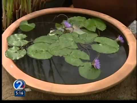 how to care water lily