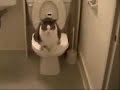 Sushi, the toilet trained cat