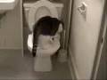 Sushi, the toilet trained cat