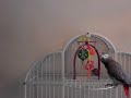 peyton-dancing-the-bongo-bird.html
