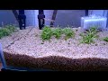 抱卵の舞 チェリーレッドシュリンプ