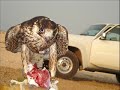منتديات قبيلة الحباب http://al7abab.com/