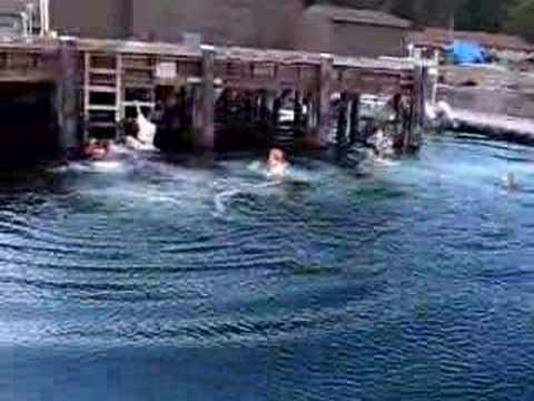 Marine Invertebrate Ball Dock Jump