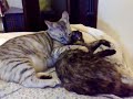 Tenerezza e coccole tra gatti