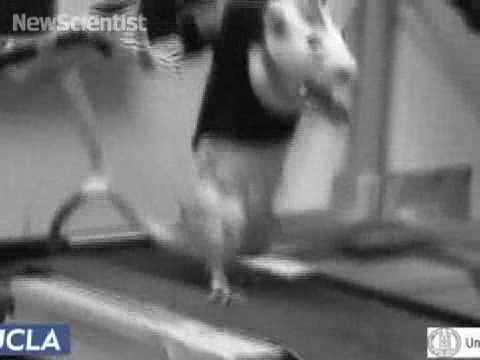 Paralysed Rats Sprint