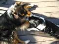 puppies talking to each other