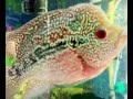 Flowerhorn learns to play