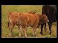 A history of Aubrac cattle