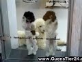 Poodledance, Pudeltanz echt funny