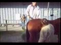 Equine Chiropractic Technique High Pelvis Move
