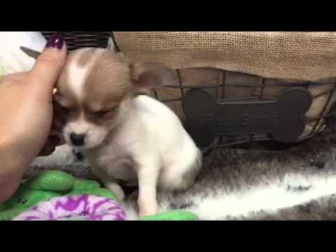 Pocket sized, little peanut! Chihuahua puppy
