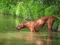 Rhodesian Ridgeback swimming Rhodesian Ridgeback swimming