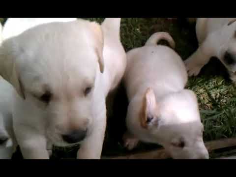 Snow Lab Puppies For Sale Southside AL US