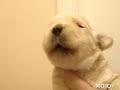 ちっちゃい遠吠え