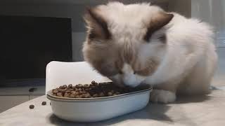 My Ragdoll fat cat is very hungry !!!!!!!!!!