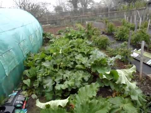 how to start a rhubarb patch