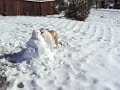 Watch 'English Bulldog saboreando a un muñeco de nieve'