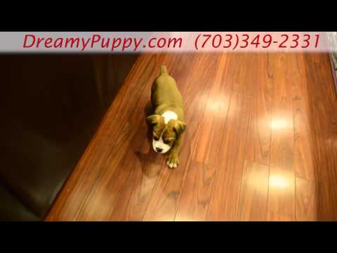 Gorgeous Miniature Bulldog Girl!