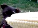 earl eats corn