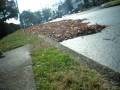 videos de ramar ollie a gap