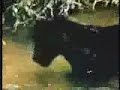 anaconda ve jaguar kavgasi  belgesel 