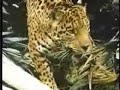ANACONDA VE JAGUAR KAVGASI (BELGESEL)