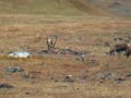 Caribou in Gates of the Arctic National Park, Alaska