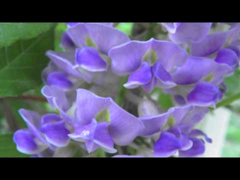 how to wisteria vine