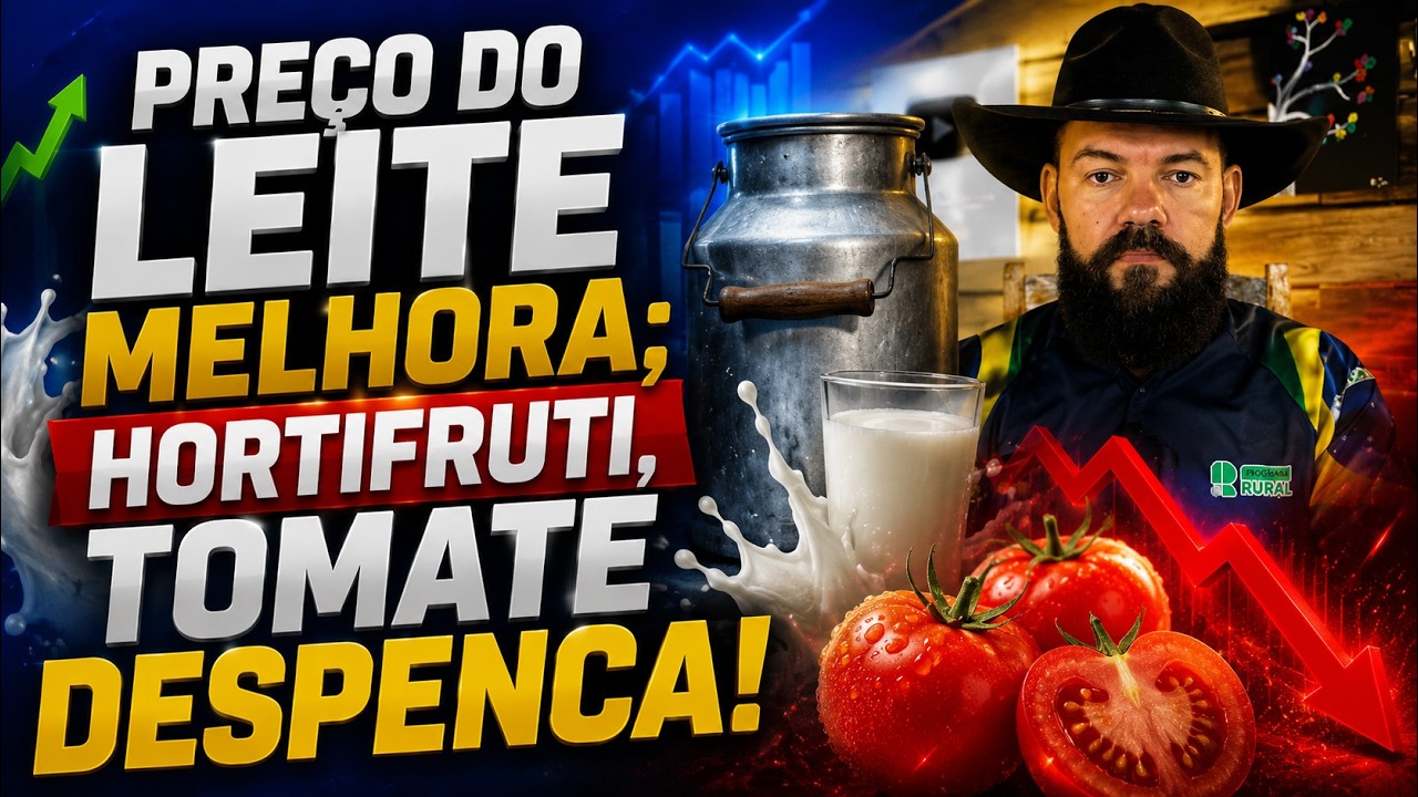 PREÇO DO LEITE melhora; HORTIFRUTI, tomate despenca!