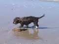 Hondje/ Litttle dog/harpmusic/Lullaby