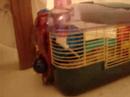 my former hamster: heathcliff