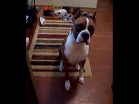 Singing Boxer dog