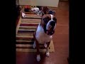 Singing Boxer dog