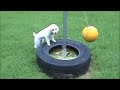 funny dog poodle tetherball