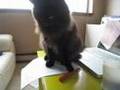 しゃべるねこ、しおちゃん赤ペンをぶん投げる。