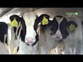 Export of live farm animals from the UK – Compassion in World Farming Investigates Export of live farm animals from the UK – Compassion in World Farming Investigates