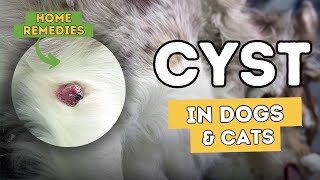 Cysts In Dogs and Cats: 5 Effective Natural Remedies