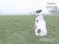 El perro mordio la pierna