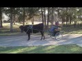 Texas Longhorn Driving In Harness