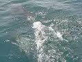Delfines en Panama - Taboga Delfines en Panama - Taboga