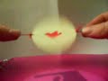 birdcage thaumatrope birdcage thaumatrope