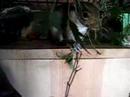 Squirrels and catkins Squirrels and catkins