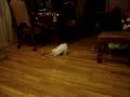 videos de maltese puppy playing