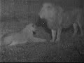Pair of lions at nkroho pan 2 Pair of lions at nkroho pan 2