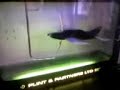 Aerodynamic Wing Test With Fumes 3