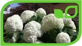 #1295 Schneeballhortensie Annabelle - Hydrangea arborescens 