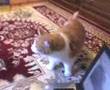 Confused Kitty