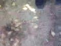 la pelea del topo peskera
