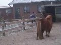 floortje weer in galop