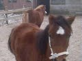 floortje weer in galop